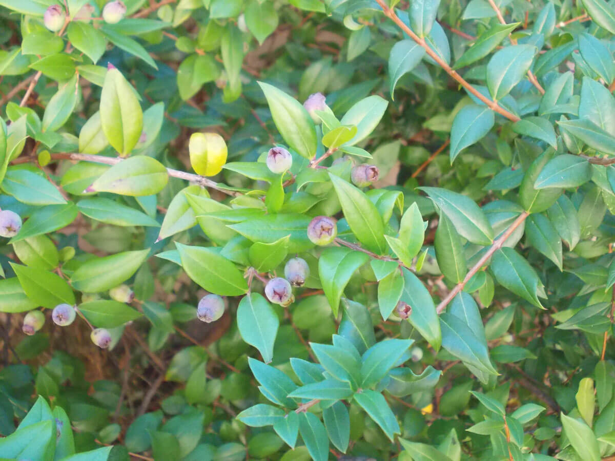 Foglie di Mirto: per tisana e decotto